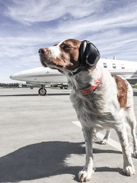 Hunde Gehörschutz &quot;Mutt Muffs&quot;